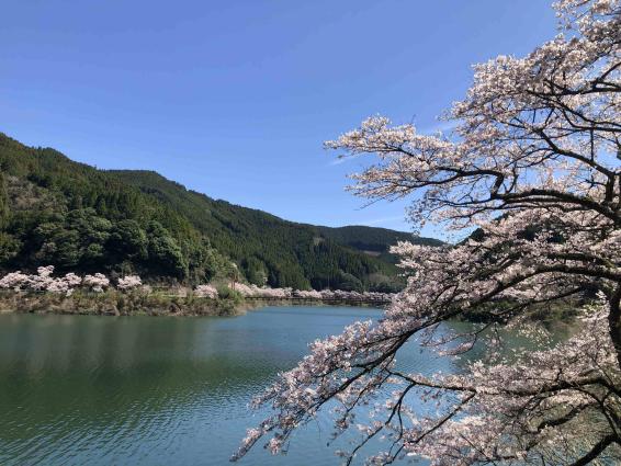 やべ春まつり-3