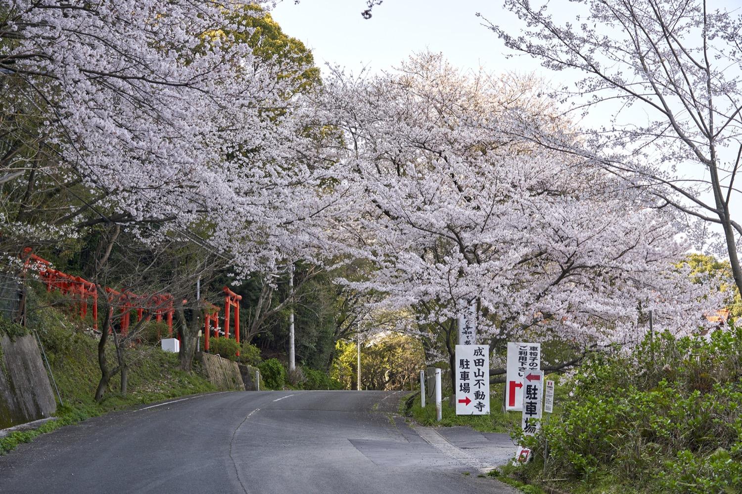 成田山不動寺の桜（ライトアップ）-6