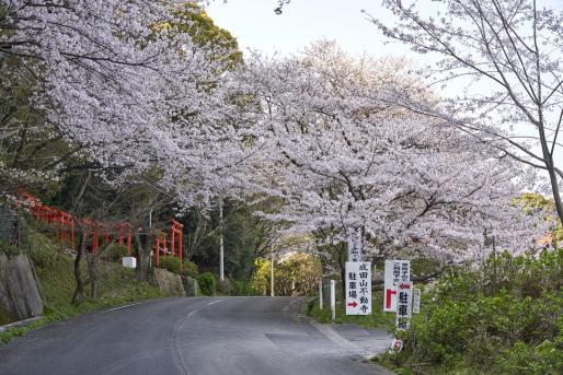 成田山不動寺の桜（ライトアップ）-6