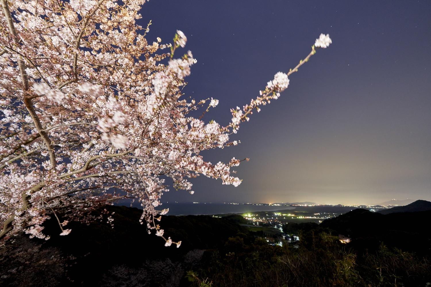 成田山不動寺の桜（ライトアップ）-1