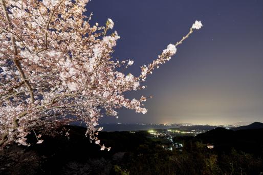 成田山不動寺の桜（ライトアップ）-1