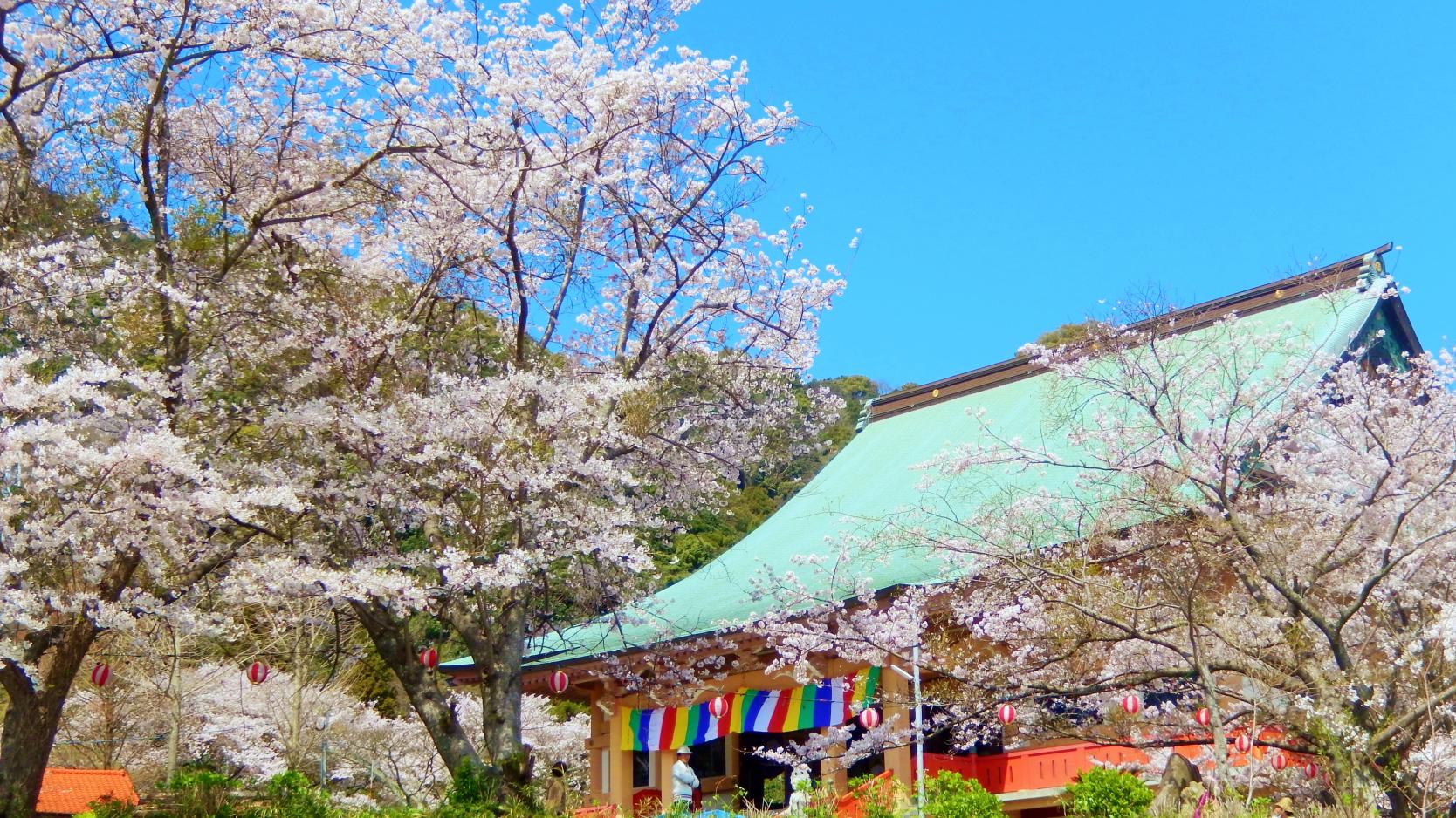 成田山不動寺の桜（ライトアップ）-7