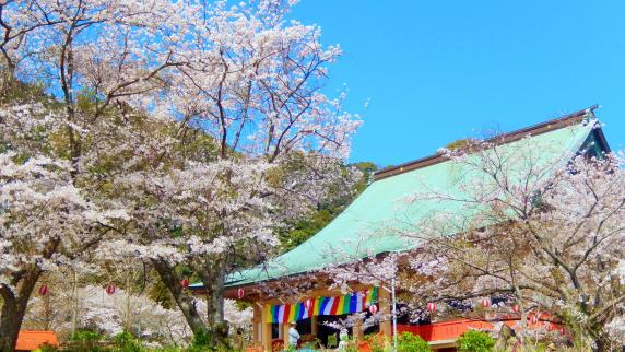 成田山不動寺の桜（ライトアップ）-7