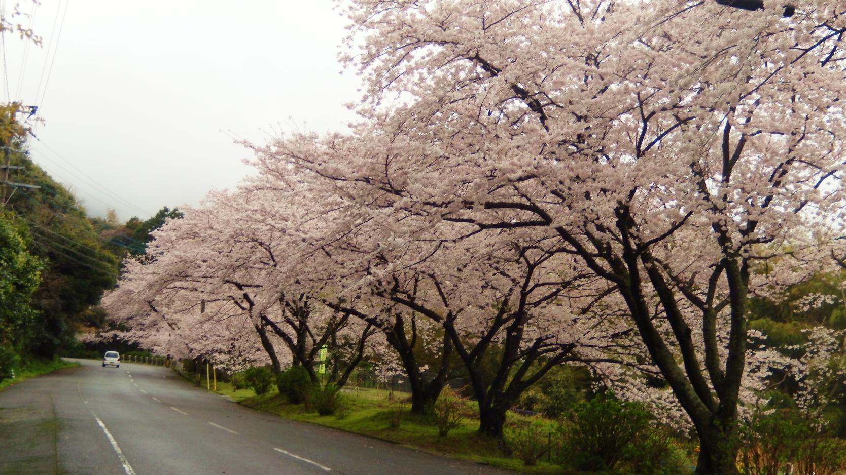 成田山不動寺の桜-1