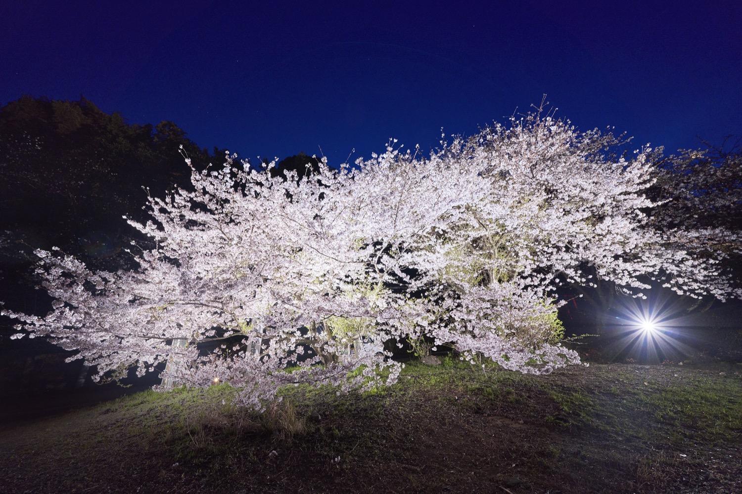 成田山不動寺の桜（ライトアップ）