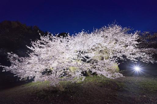 成田山不動寺の桜（ライトアップ）-0