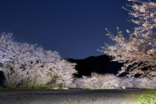 成田山不動寺の桜（ライトアップ）-4