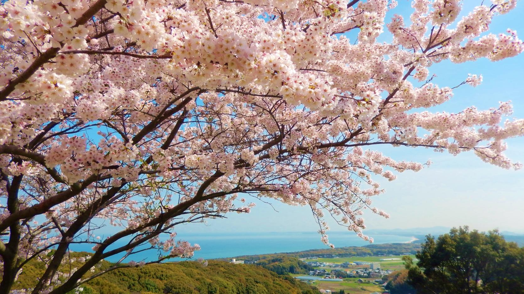 成田山不動寺の桜