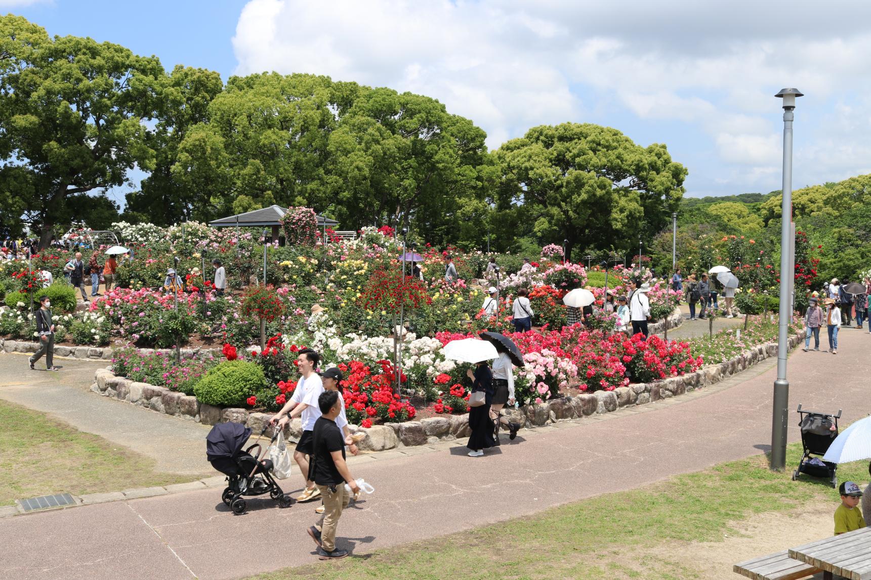 【駕与丁公園】粕屋町バラまつり-4