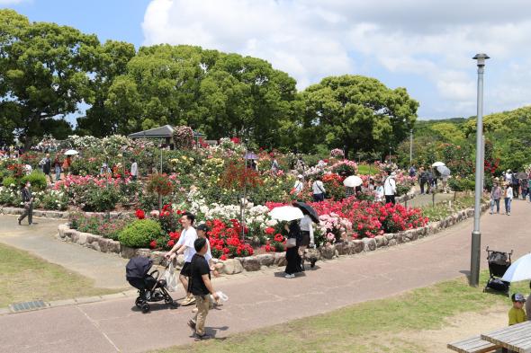 【駕与丁公園】粕屋町バラまつり-4