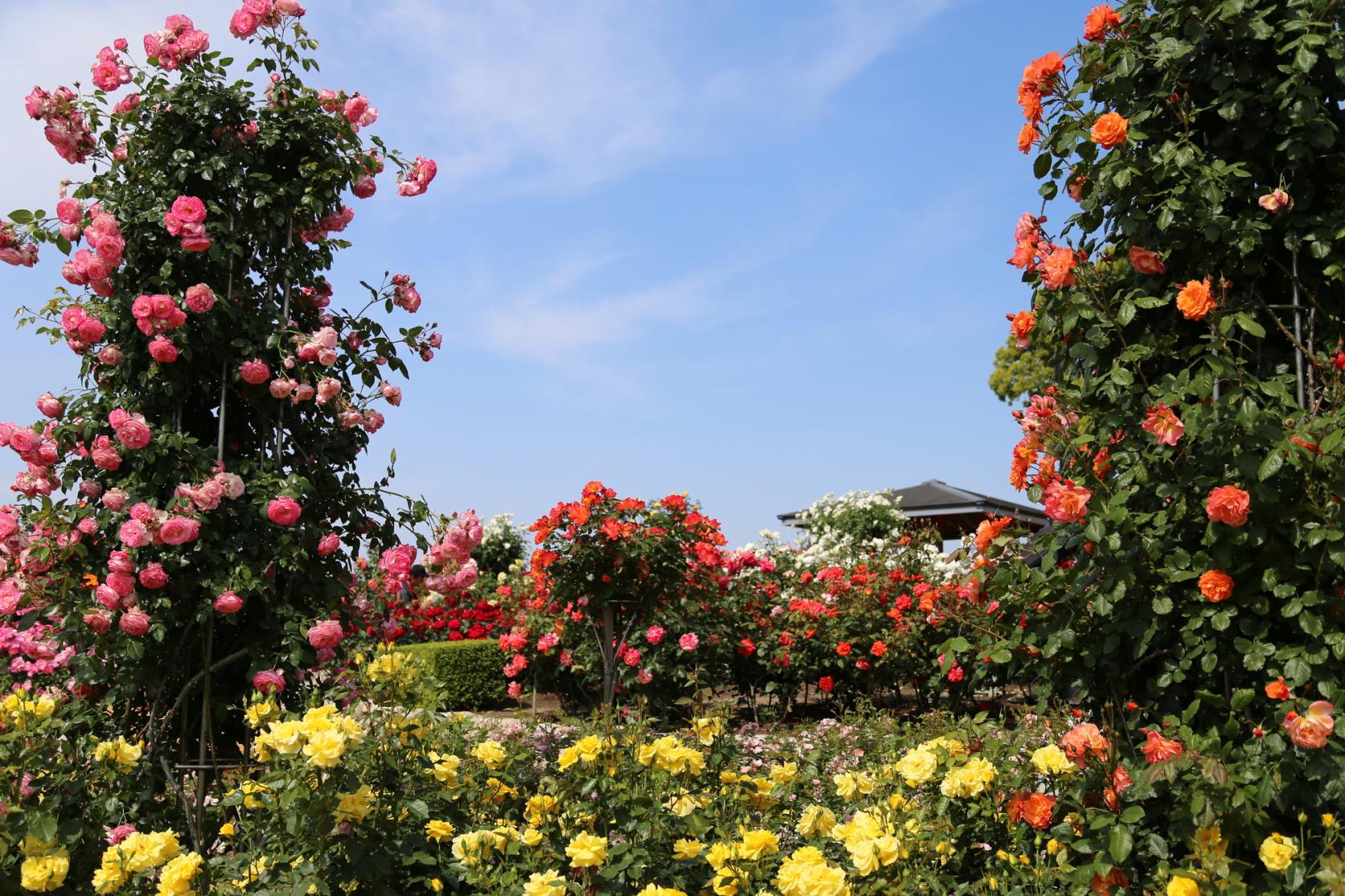 【駕与丁公園】粕屋町バラまつり-2