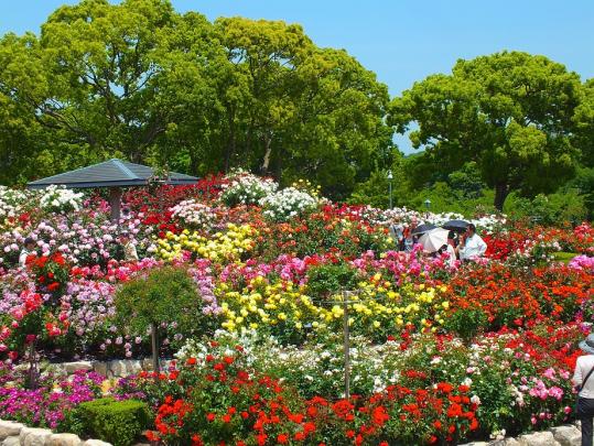 【駕与丁公園】粕屋町バラまつり-1