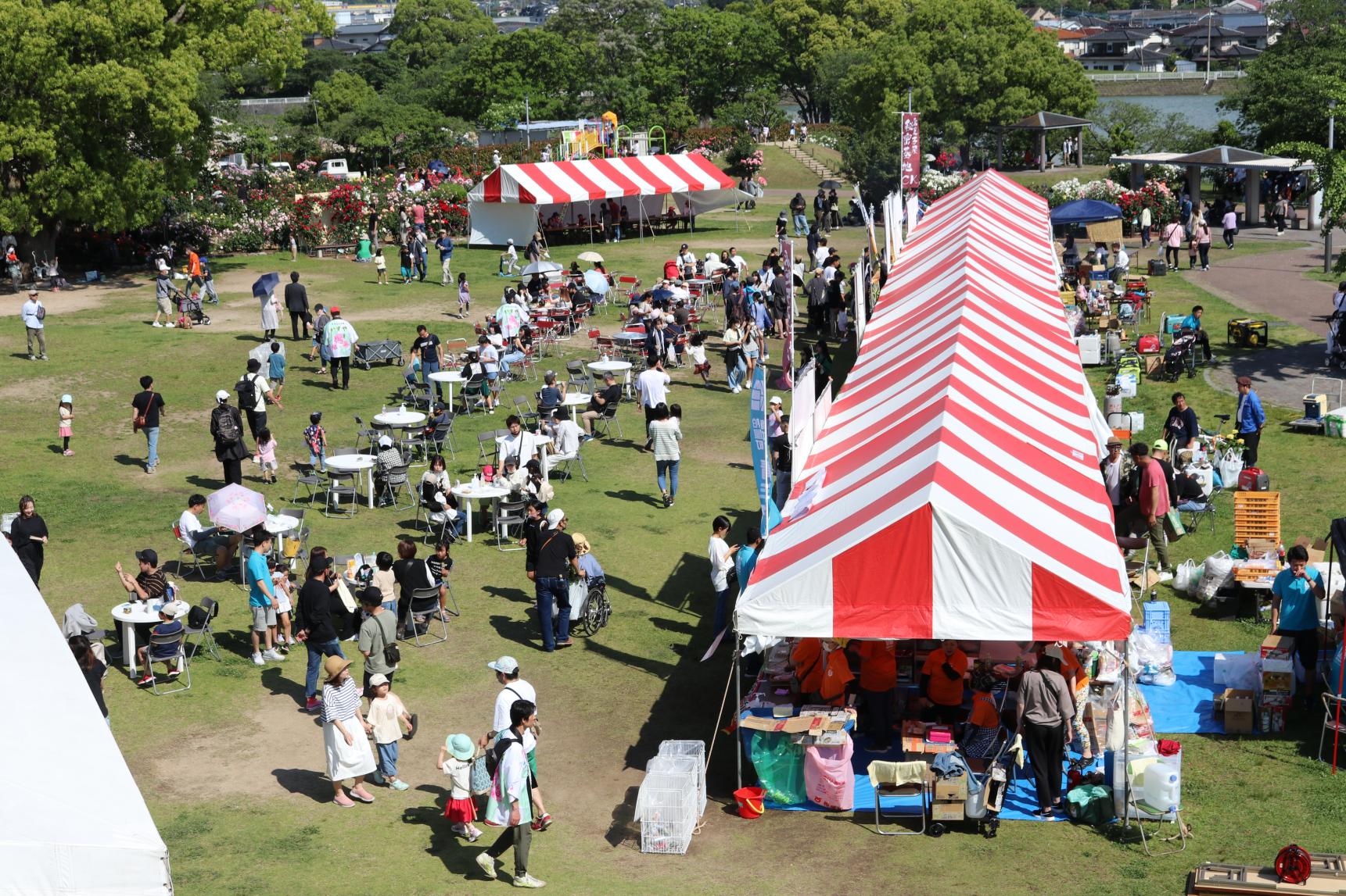 【駕与丁公園】粕屋町バラまつり-5
