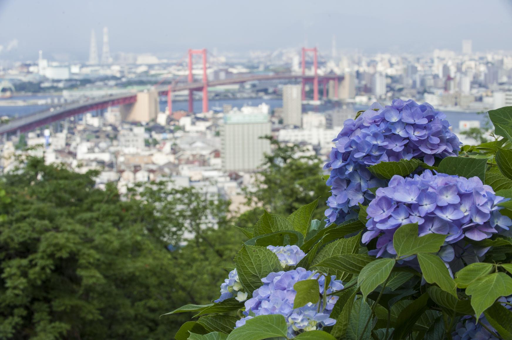 高塔山公園のアジサイ-1