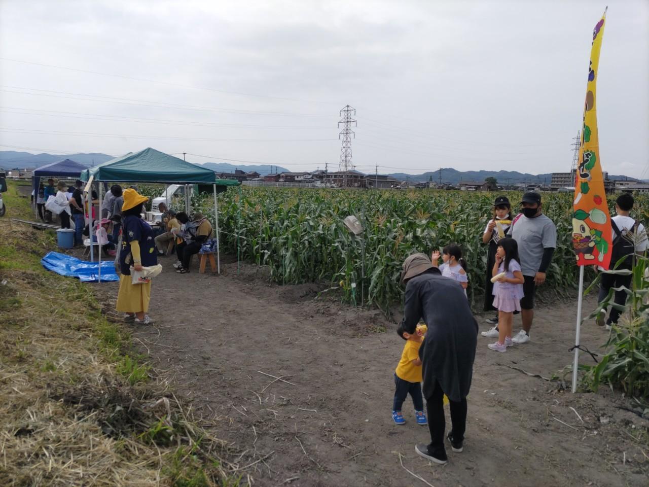 狩ろうぜみやま　とうもろこし狩り-5