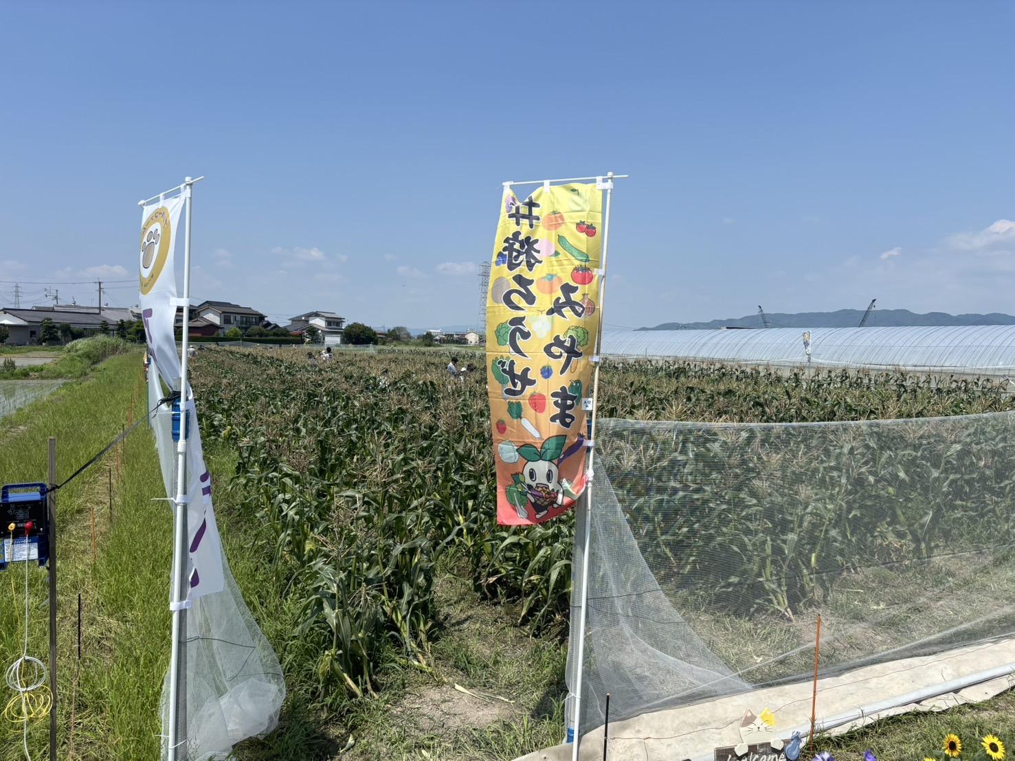 狩ろうぜみやま トウモロコシ狩り2026-4