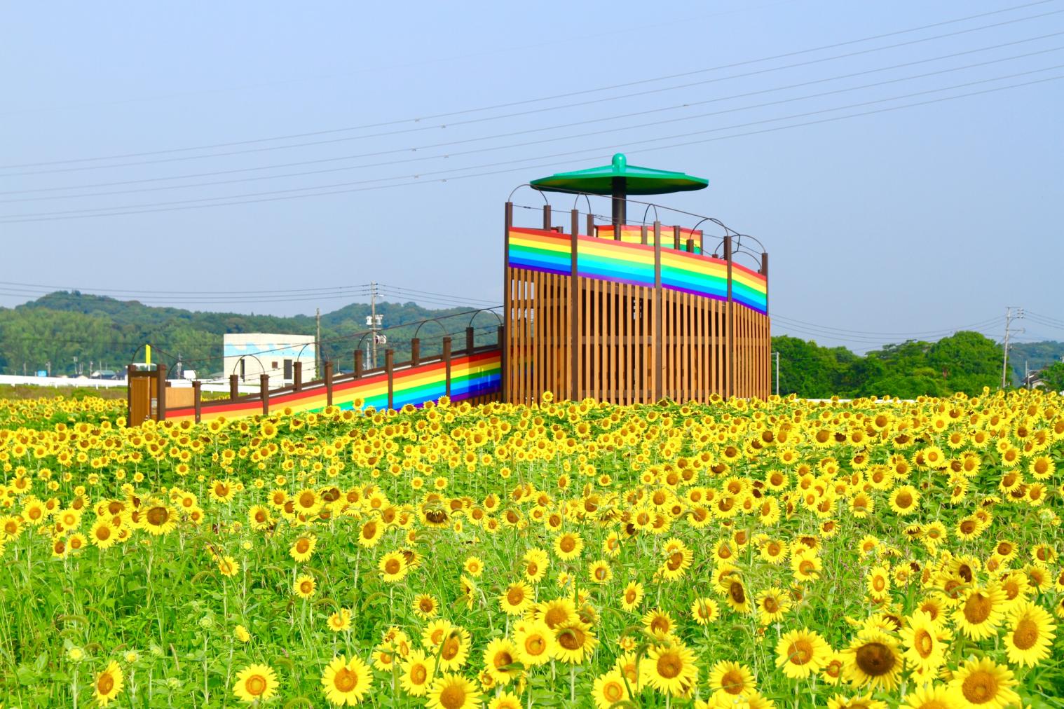 오토 사쿠라 가도 하나공원