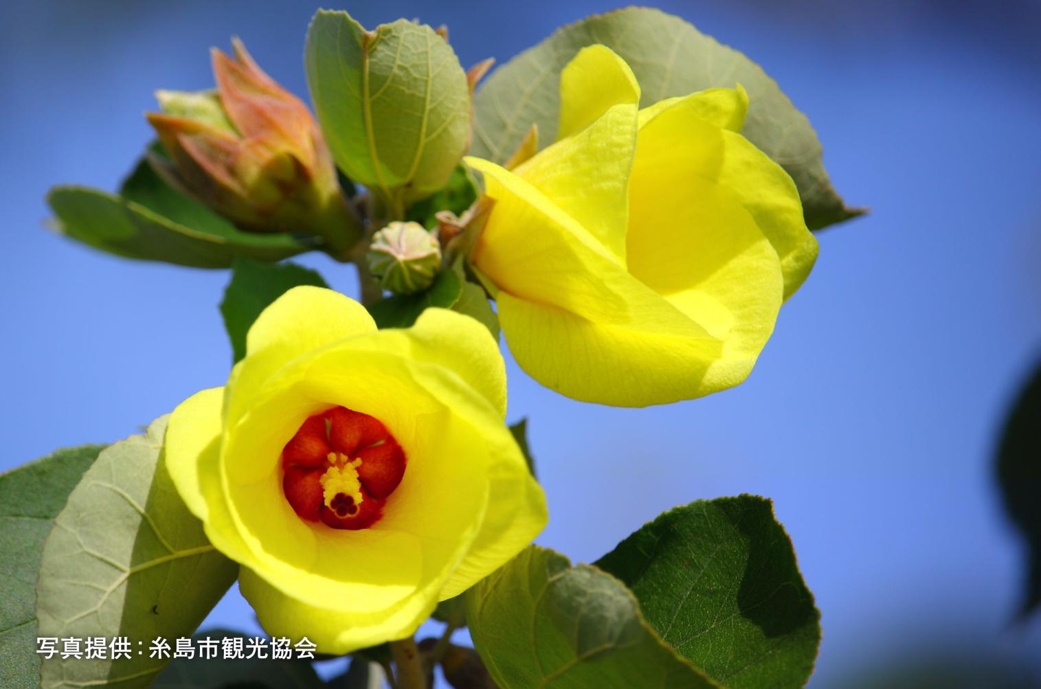 泉川のハマボウ群落