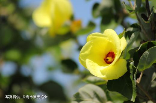 泉川のハマボウ群落-1