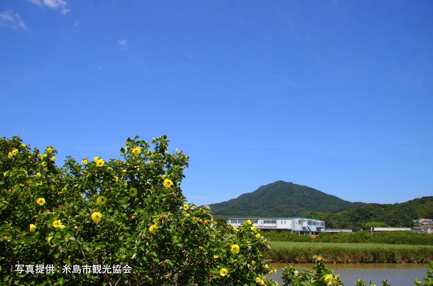 泉川のハマボウ群落-3