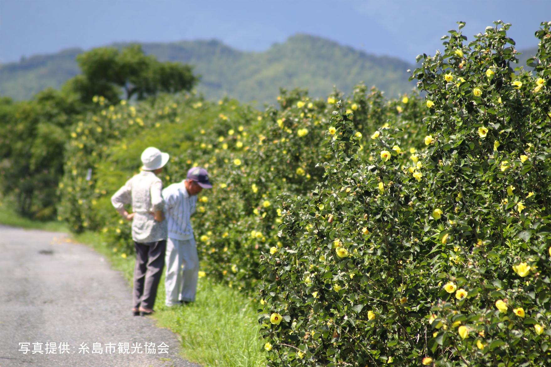 泉川のハマボウ群落（糸島市）