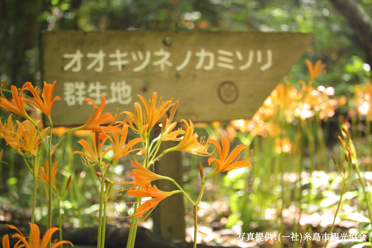 井原山のオオキツネノカミソリ