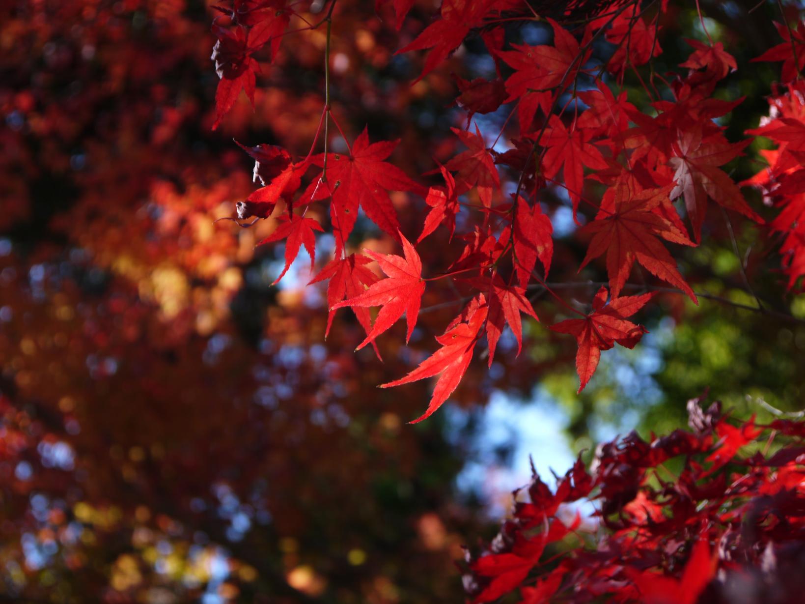 グリーンピア八女周辺の紅葉-1