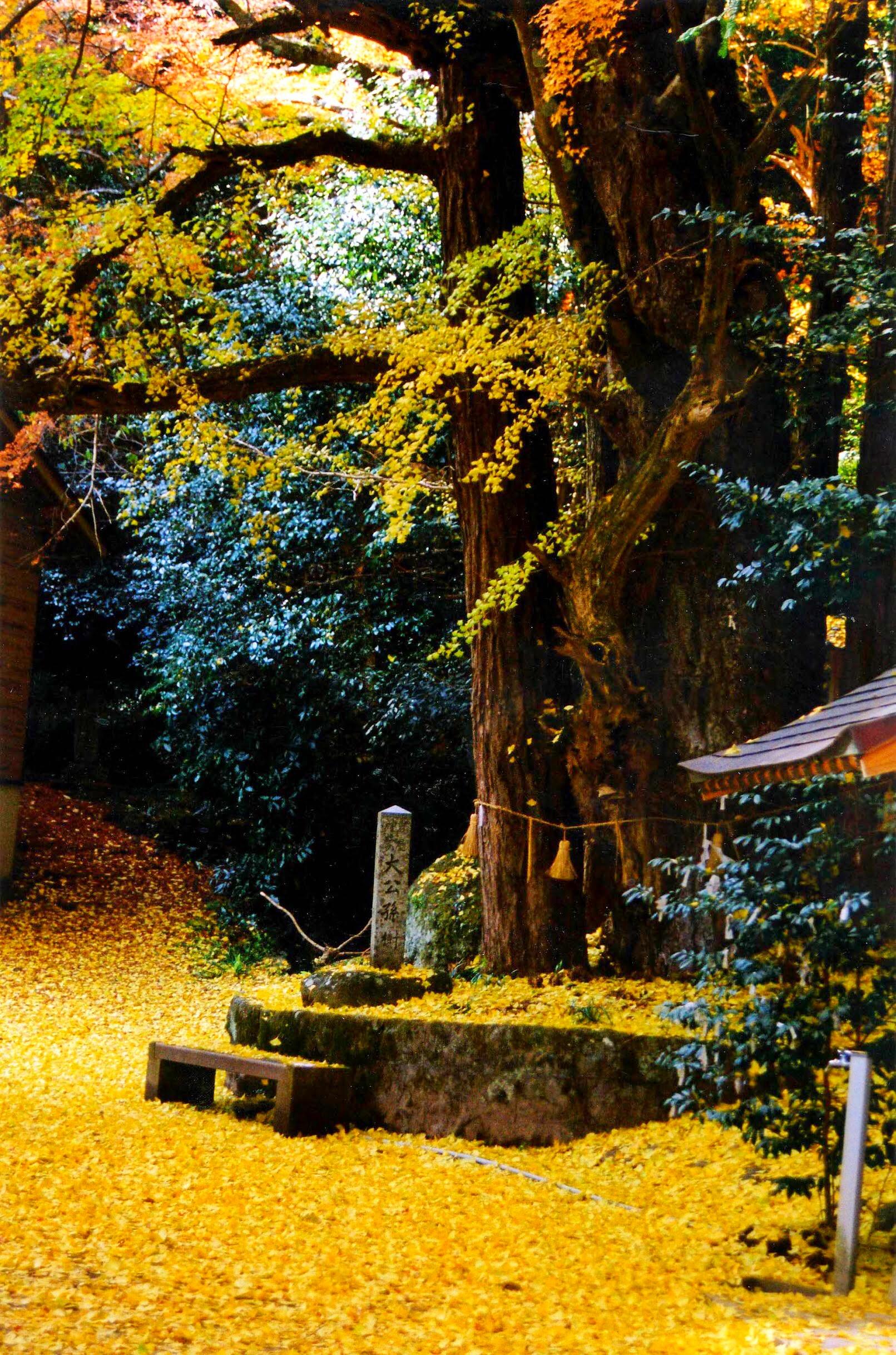 The Gigantic Ginkgo Tree at Iwaya Park-1