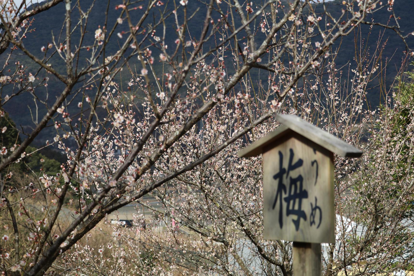 The Autumn Foliage of Manyo Park-1
