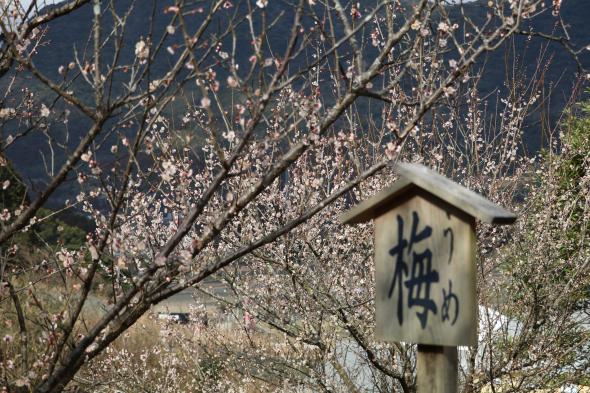 The Autumn Foliage of Manyo Park-1