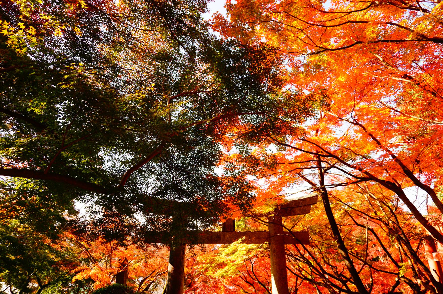 宝満宮竈門神社の紅葉-3