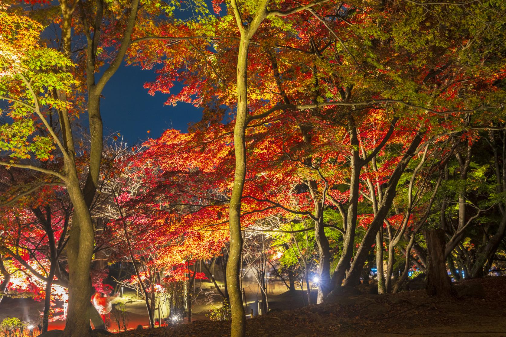 宝満宮竈門神社の紅葉-5