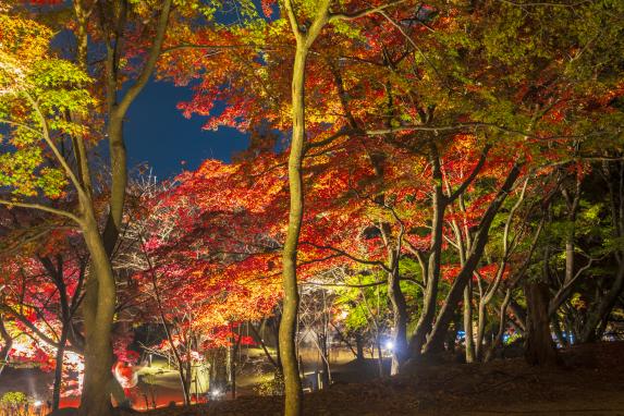 宝満宮竈門神社の紅葉-5