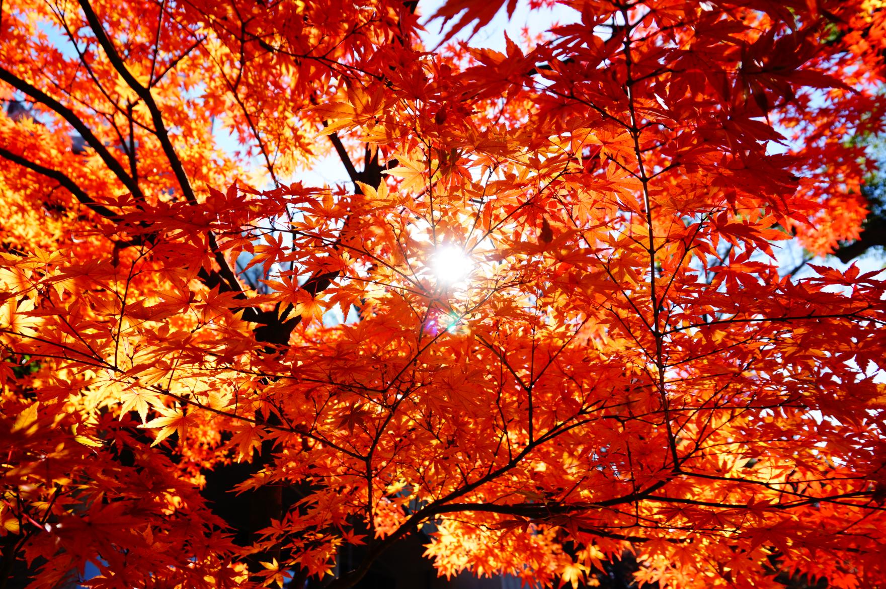 宝満宮竈門神社の紅葉-4