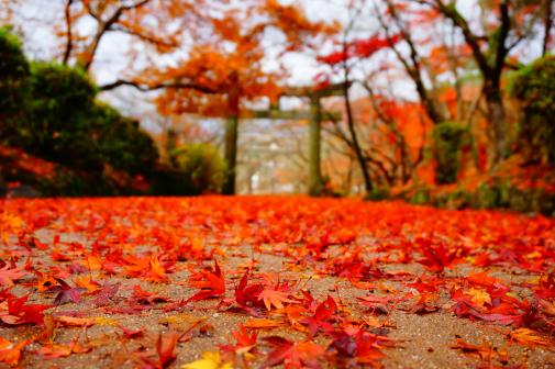 宝満宮竈門神社の紅葉-1