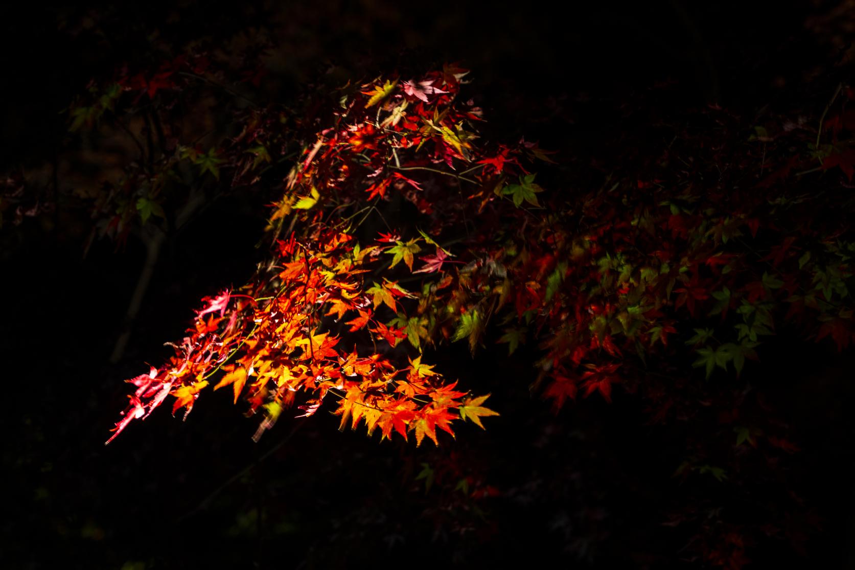 宝満宮竈門神社の紅葉-8