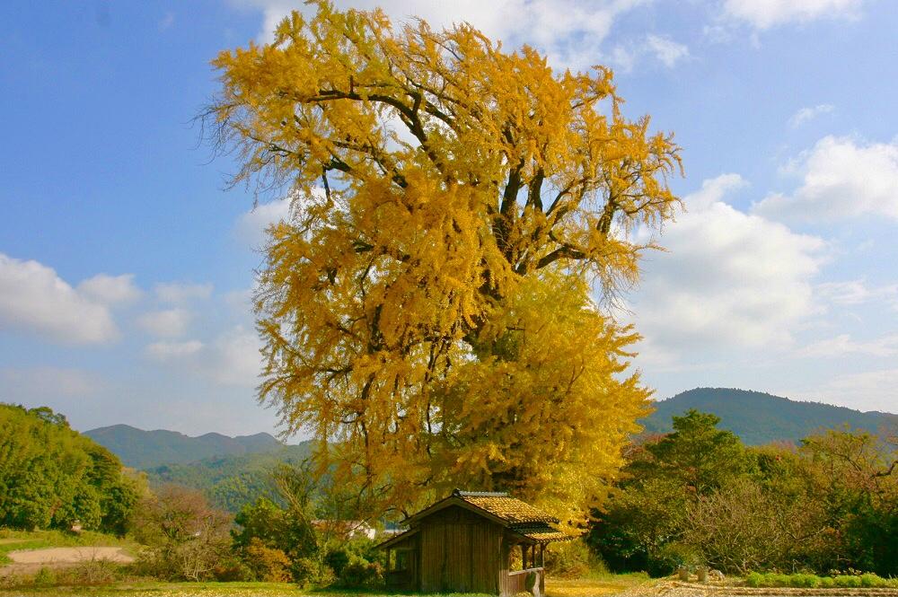 The Ginkgo Tree of Uchino