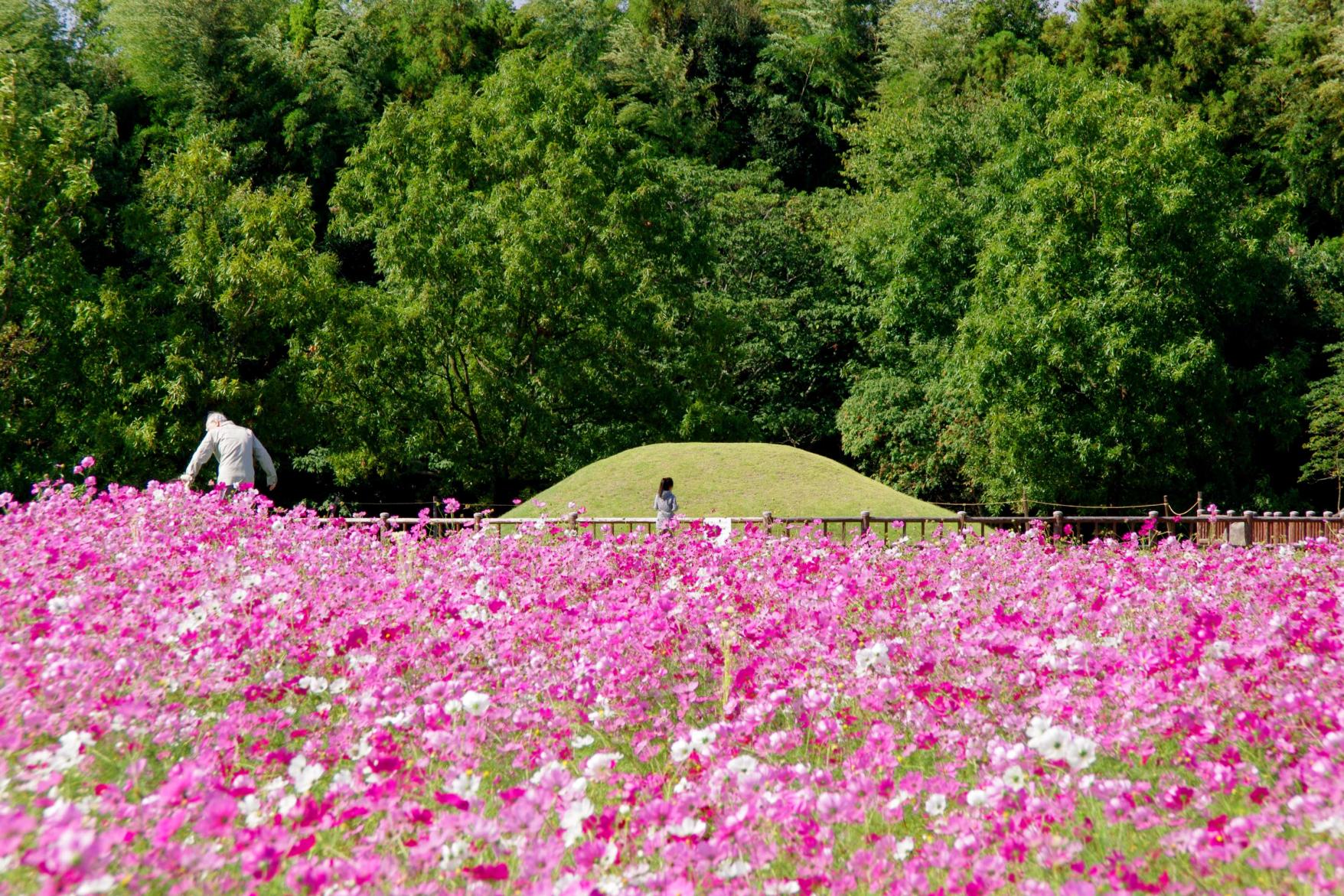 平原歴史公園のコスモス-1