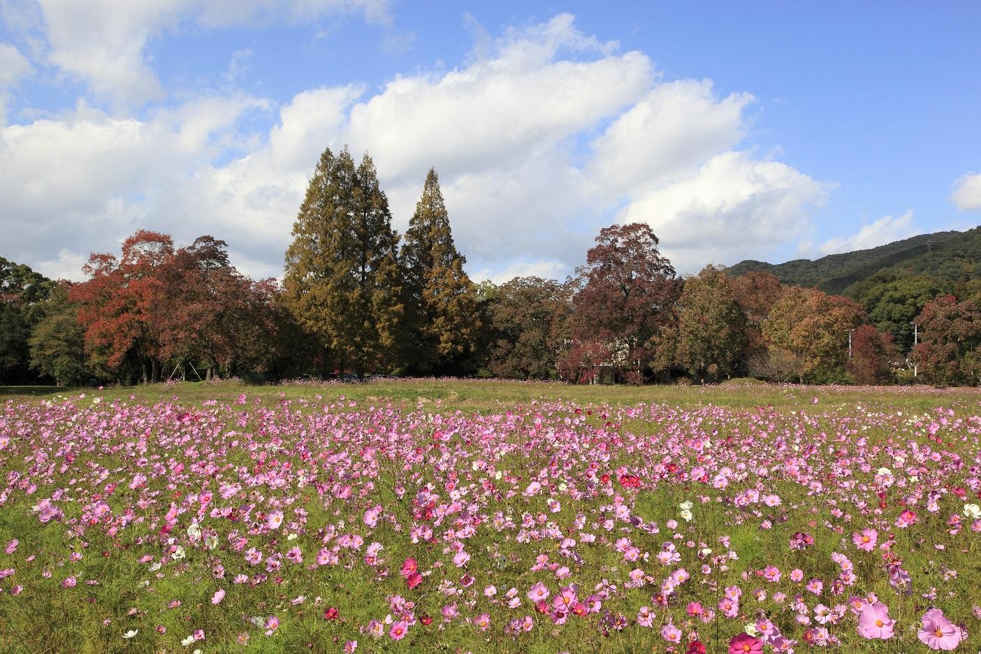 観世音寺のコスモス