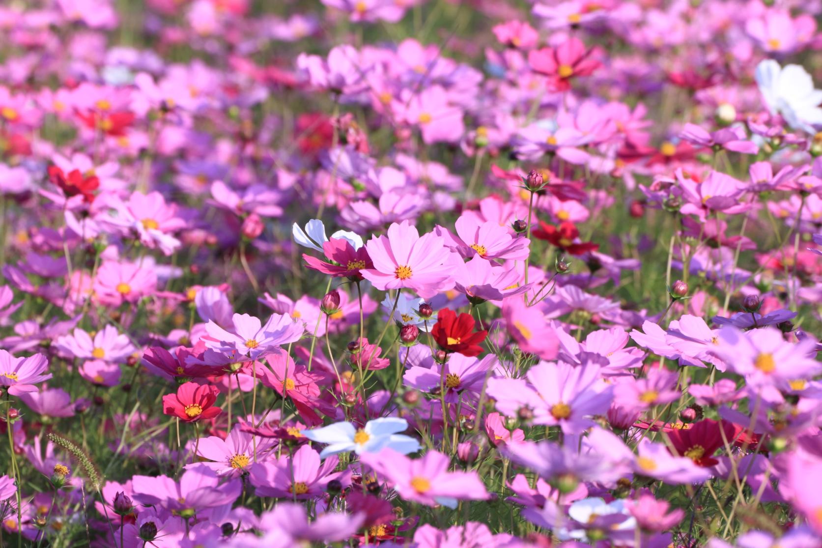 The Cosmos Field of Kanzeonji Temple-3