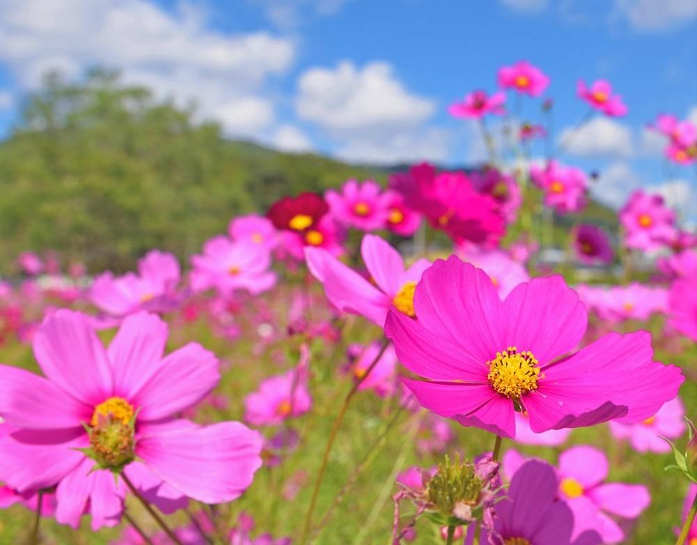 The Cosmos Field of Kanzeonji Temple