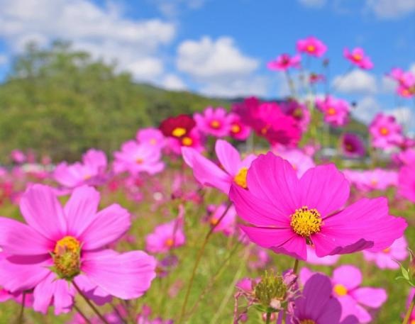 The Cosmos Field of Kanzeonji Temple-0