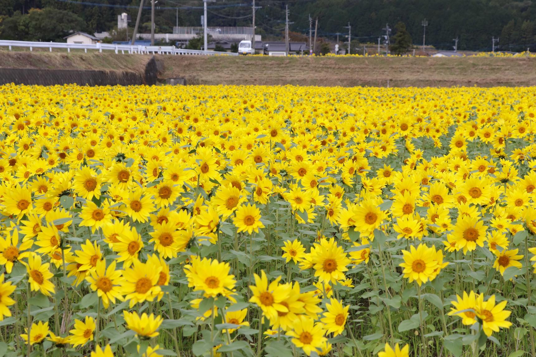 Inamitsu: Sunflower field in autumn