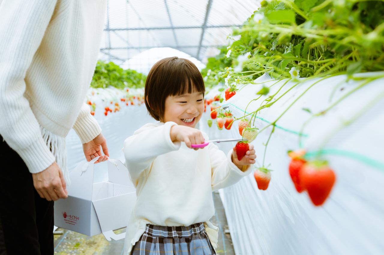 いちご狩り（久留米市）