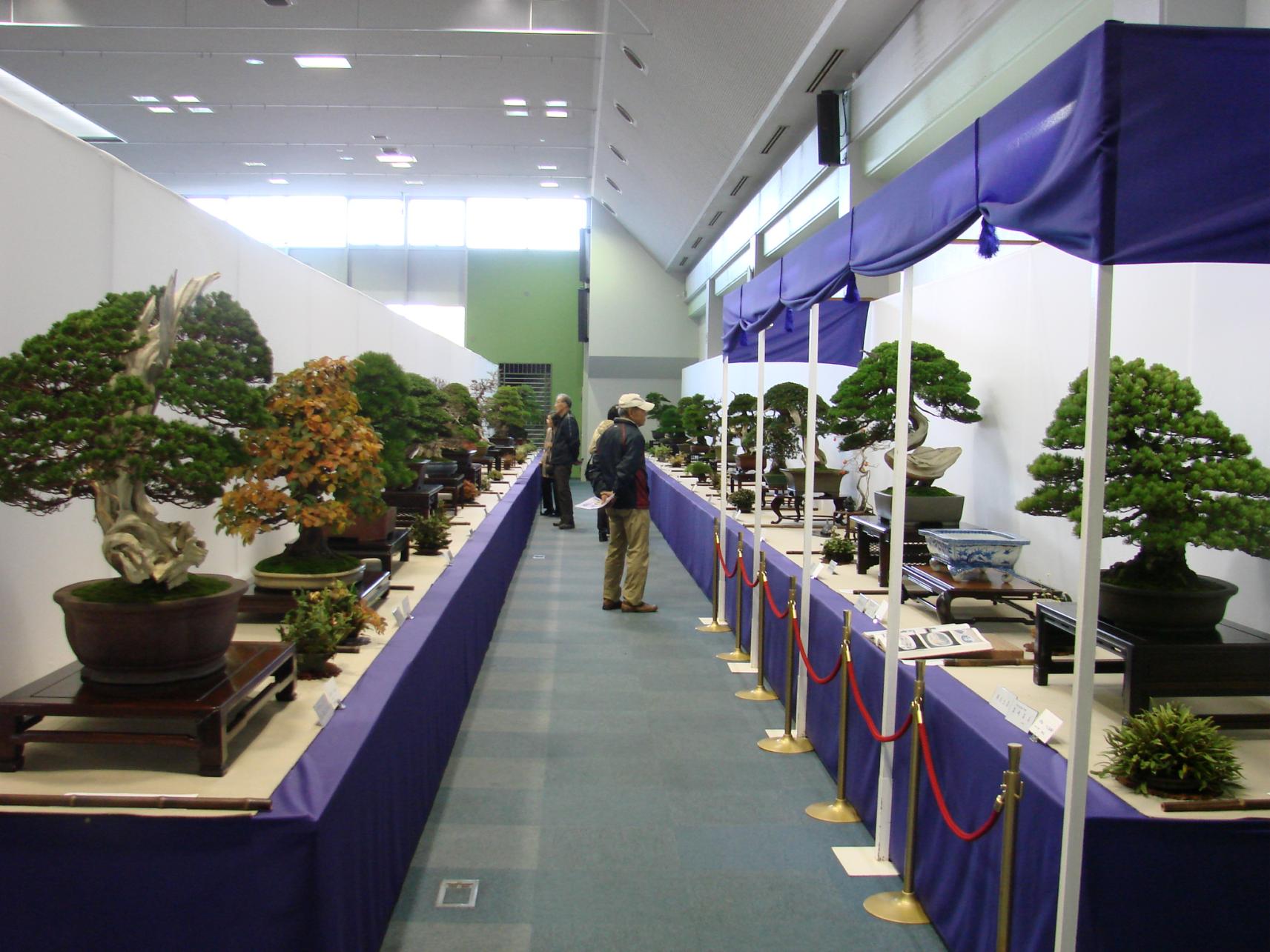日本盆栽青樹展　（久留米市）