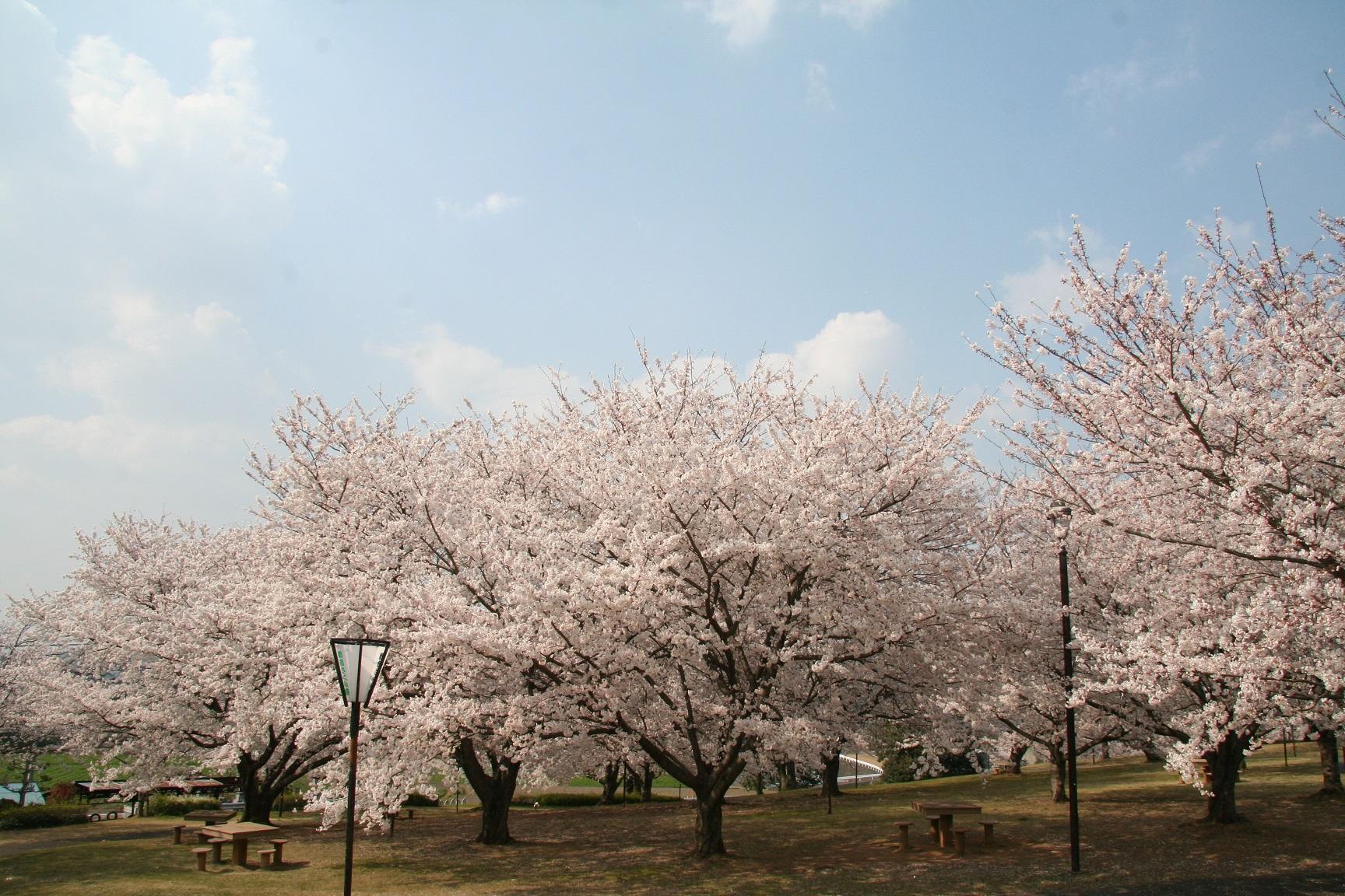 牛頭天王公園の桜　【上毛町】