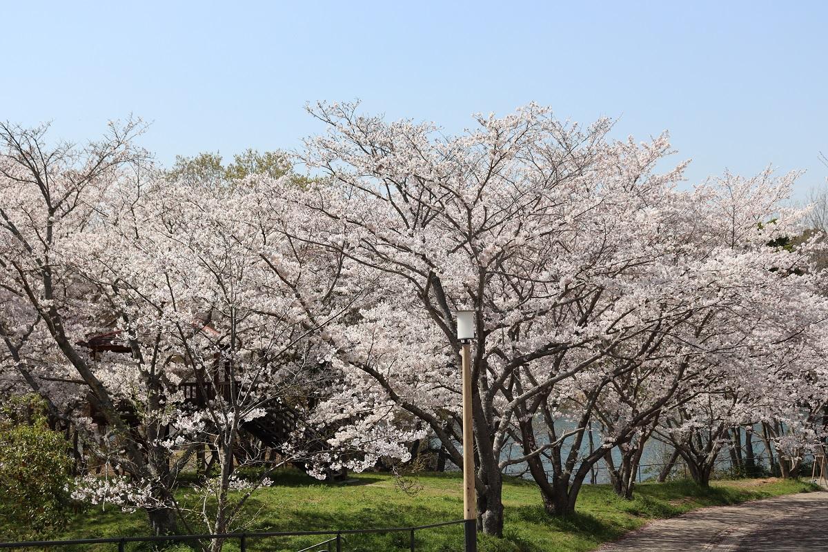 大池公園の桜　【上毛町】