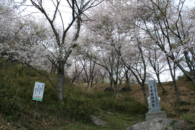 高城山 千本桜　【苅田町】