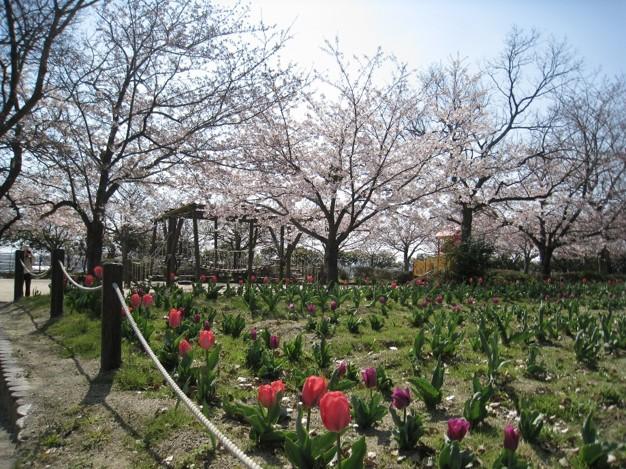 向山公園の桜-0