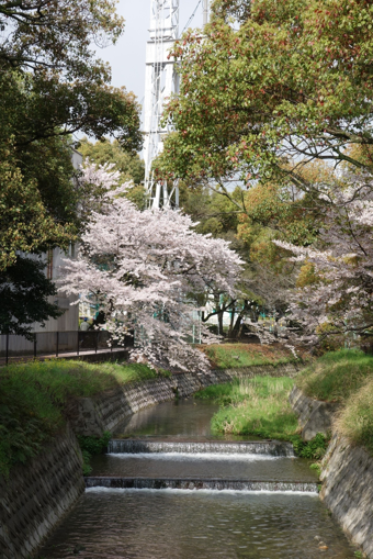 殿川緑地公園の桜　【苅田町】